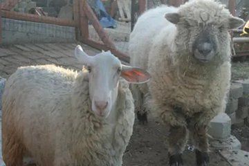 Petting Zoo Experience in El Cajon California