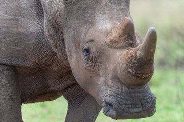 Private Guided 13 Day Safari Tours to Rwanda