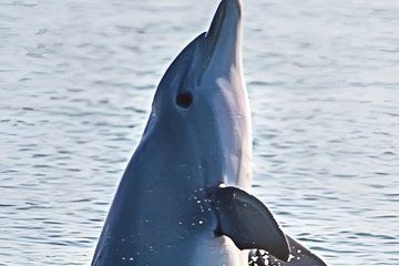 Private Dolphin Tour up to 24 passengers