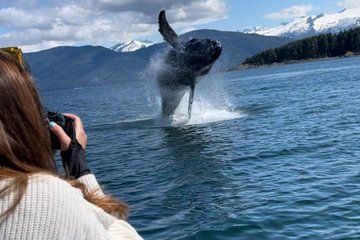 Private Whale Watching Experience (Up to 6 Guests)
