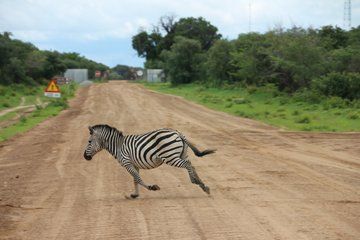 Victoria Falls Chobe Day Tour Experience