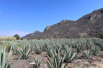Tour of the Mezcal in Oaxaca del Agave al Vaso