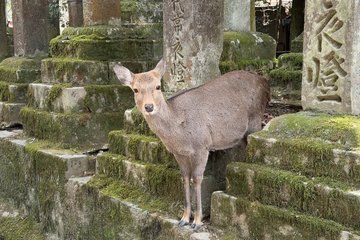 Nara and Uji Private Tour by Car with Matcha Experience