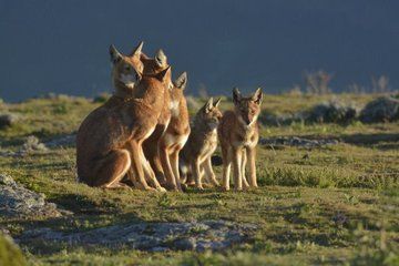 7 Day Rift Valley and Bale Mountains Wildlife Tour