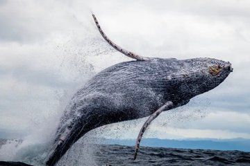 Whale Watching Experience in Rincon Puerto Rico