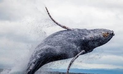 Whale Watching Experience in Rincon Puerto Rico