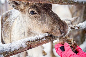 Rovaniemi Reindeer Ride and Farm Visit with Transfers