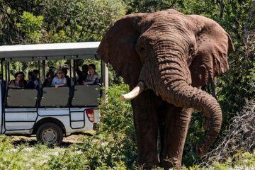Addo Elephant and Schotia Safari from Port Elizabeth