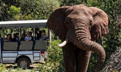 Addo Elephant and Schotia Safari from Port Elizabeth