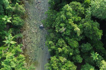 Daintree and Crocodile Cruise Private Luxury Half Day Tour