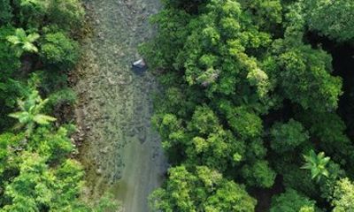Private Luxury Half Day Daintree and Crocodile Cruise Tour