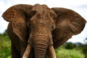 Private 8 Days Kenya Experience