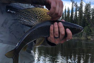 Guided Fishing Adventure On The Chena River By Boat