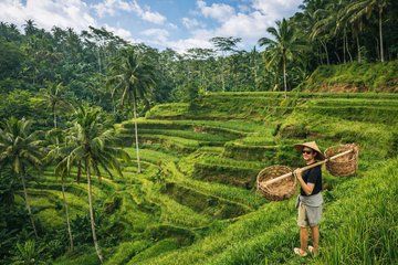Ubud Highlights Private Tour - Temple, Rice Terrace and Waterfall