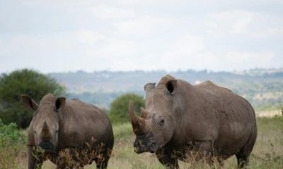 4 Days Maasai Mara and Lake Nakuru Group Tour