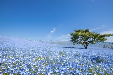 Ibaraki: Private Customizable Tour with Local Guide