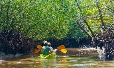 Half-Day Thung Yee Peng Mangrove Kayaking Adventure