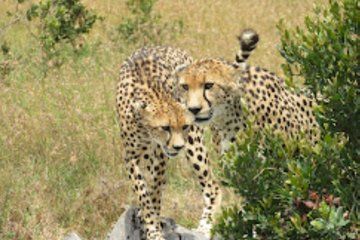 Full day Private Tour of Tsavo East National Park from Mombasa