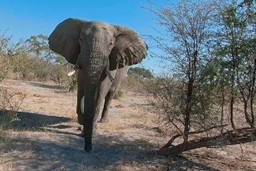 Virtual Reality Wildlife Experience in Sal Cape Verde