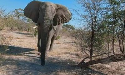 Virtual Reality Wildlife Experience in Sal Cape Verde