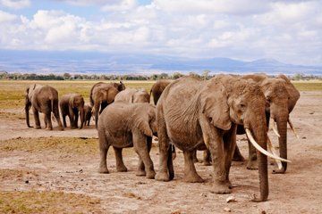 4-Day Amboseli Safari and Diani Beach Escape by SGR from Nairobi