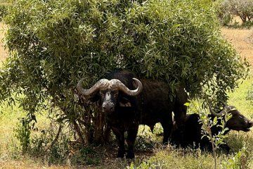 6-Day Masai Mara, Nakuru, Amboseli Safari