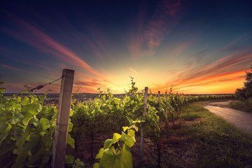 Personalized Wine Tour in Greece Boutique Wineries and Tastings