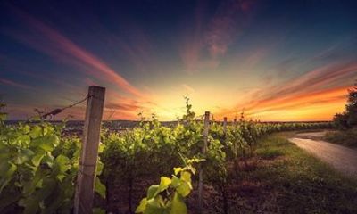 Personalized Wine Tour in Greece Boutique Wineries and Tastings