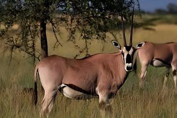 3Day Awash National Park Wildlife Safari with Hot Springs