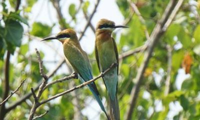 Negombo to Muthurajawela Eco Birdwatching Boat Tour with transfer