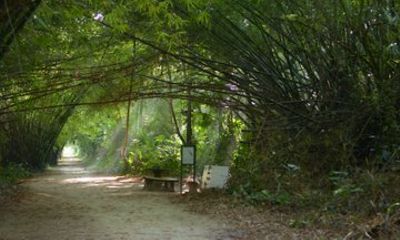 Commewijne Plantation Tour