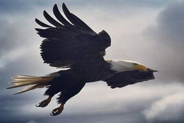 Ketchikan Wildlife Viewing, Eagle Feeding and Whale Watching