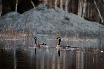Chena River Guided Wilderness Adventure