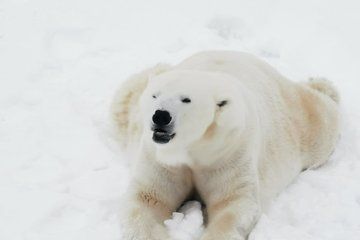 Arctic Polar Bear Trip from Rovaniemi