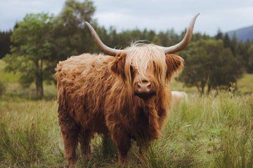 Glencoe and Scottish Highlands In A Day