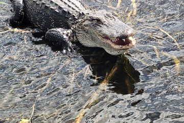 Airboat Tours in the Florida Everglades