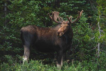 Rocky Mountain National Park Day Tour Summer Fall