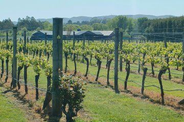 Wairarapa Wine Tour Experience
