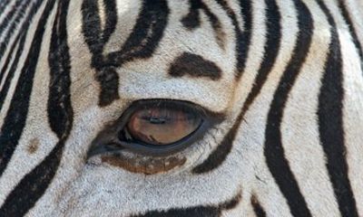 Addo National Park Guided Jeep Tour