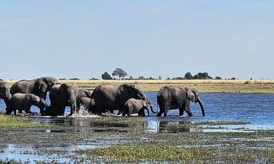 Personalized Safari Experiences with Expert Guide