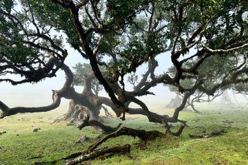Funchal Madeira Private Guided Island Tour