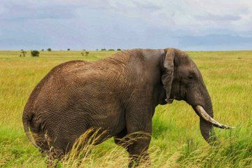 Explore Kenya’s Big Five Private Safari