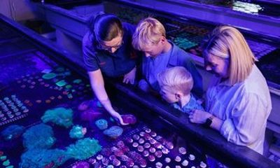 One Hour Coral Farm Tour, Discover Australia's Marine Life