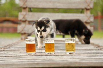 Beer and Puppies with transportation Fun at Trail Breaker Kennel