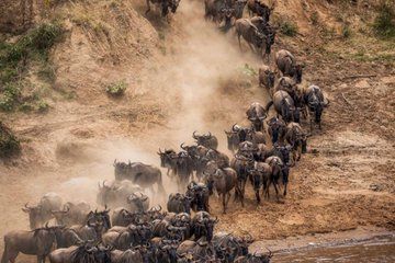 From Nairobi: 4 Days 3 Nights Masai Mara Lake Nakuru Safari