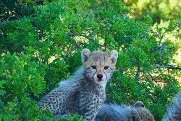 Full Day Safari Amakhala Game Reserve and Addo Elephant Park