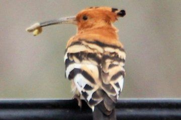 Cape Town Small Group Birding Tour