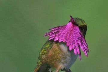 Antigua Cloud Forest Tour with Hummingbird Viewing