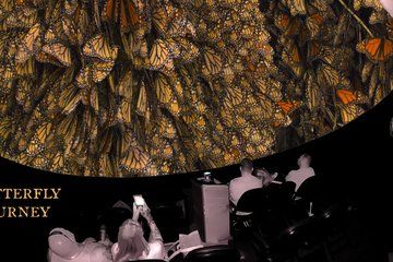 An Immersive Butterfly Experience on Catalina Island