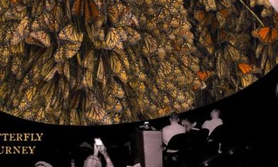 An Immersive Butterfly Experience on Catalina Island